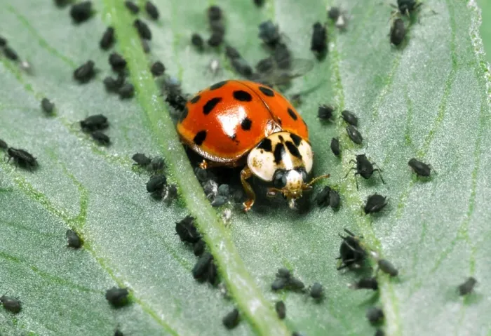 Framed Print : Harlequin Ladybird - Feeding on Aphids Out-competes native British ladybirds for food Location: Laboratory culture, England Framed Print : Harlequin Ladybird - Feeding on Aphids Out-competes native British ladybirds for food Location: Laboratory culture, England