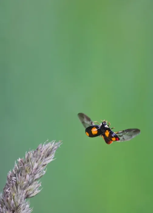 Framed Print : Harlequin Ladybird - in flight Bedfordshire UK 005320 Framed Print : Harlequin Ladybird - in flight Bedfordshire UK 005320