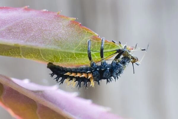 Harlequin Ladybird larva - eating aphid - UK