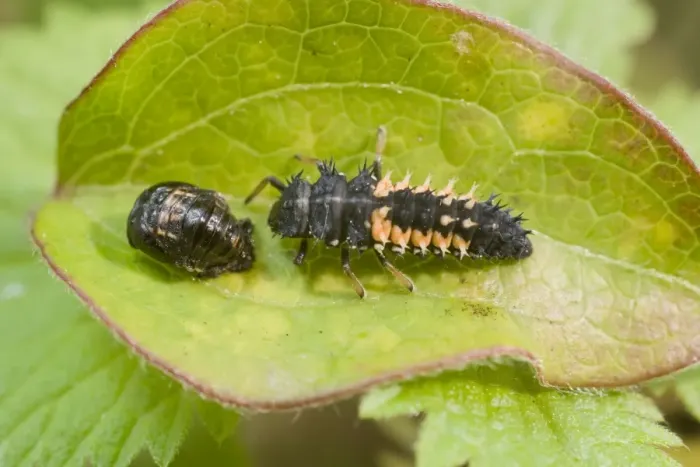 Framed Print : Harlequin Ladybird larva and pupa. UK Framed Print : Harlequin Ladybird larva and pupa. UK