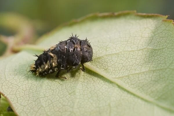 Harlequin Ladybird larva pupating. UK