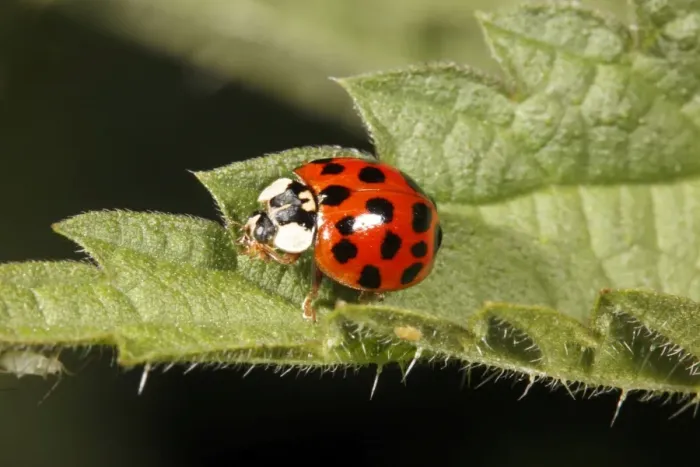 Framed Print : Harlequin Ladybird - on nettle leaf, Lower Saxony, Germany Framed Print : Harlequin Ladybird - on nettle leaf, Lower Saxony, Germany