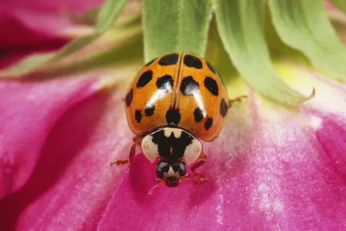Framed Print : Harlequin Ladybird - orange with black spots form Framed Print : Harlequin Ladybird - orange with black spots form
