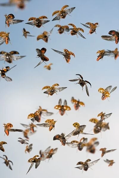 Harlequin Ladybird - swarm in flight Bedfordshire UK 005306