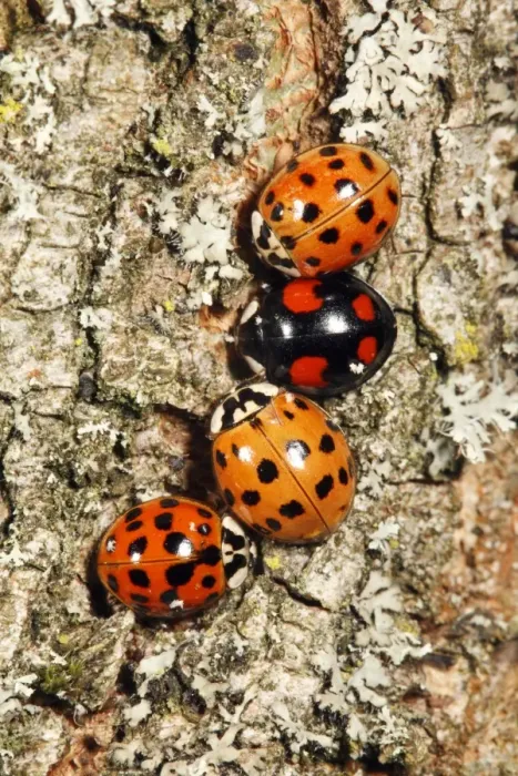 Framed Print : Harlequin Ladybirds - 4 gathering in autumn on tree stem, before hibernation, Hessen, Germany