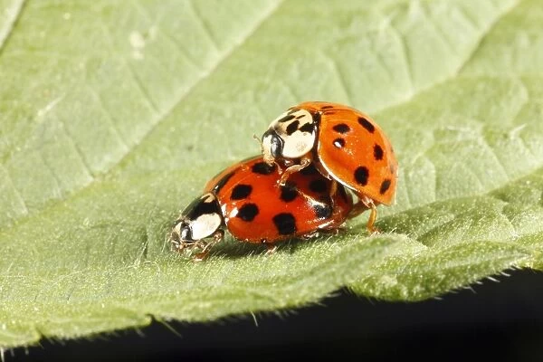 Harlequin Ladybirds - pair mating on leaf, Lower Saxony, Germany