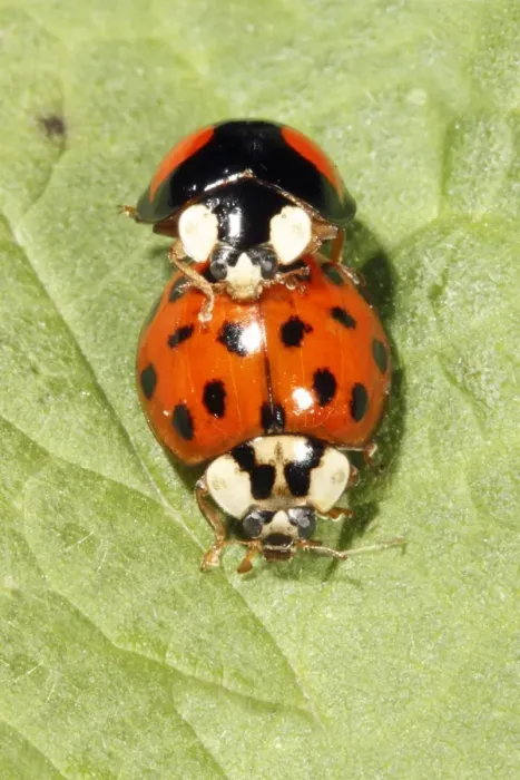 Framed Print : Harlequin Ladybirds - pair mating on leaf, Lower Saxony, Germany Framed Print : Harlequin Ladybirds - pair mating on leaf, Lower Saxony, Germany