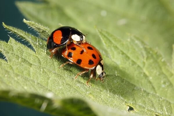 Harlequin Ladybirds - pair mating on leaf, Lower Saxony, Germany
