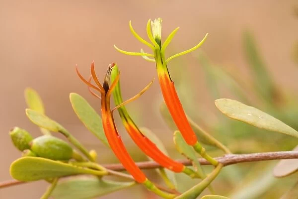 Harlequin Mistletoe - yellow and red coloured blossoms in full bloom - Northern Territory, Australia