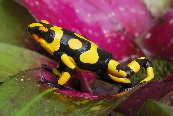 Harlequin Poison Frog - on bromeliad Cauca, Colombia