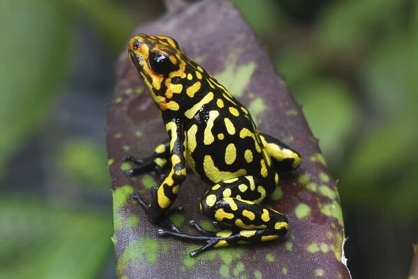 Harlequin Poison Frog Cauca, Colombia
