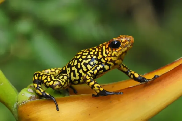 Framed Print : Harlequin Poison Frog - on Heliconia Cauca, Colombia