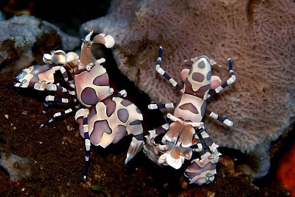 Harlequin shrimp - This colorful shrimp preys upon several species of starfish. Usually found in pairs they eat the starfish leg by leg keeping their food source alive for as long as possible. Bali. Indonesia