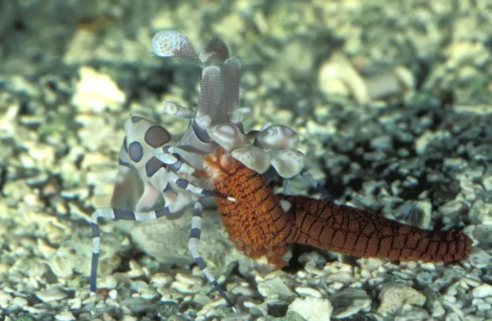 Framed Print : This harlequin shrimp (Hymenocera picta) is feeding on a sea star (Fromia sp). Great Barrier Reef Australia. (Aquarium shot)
