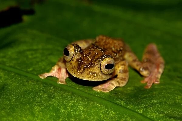 A Harlequin Tree Frog climb up a leaf of a ginger-plant; nocturnal animal; rainforest of river Danum Valley Conservation Area, Sabah, Borneo, Malaysia; June. Ma39. 3402