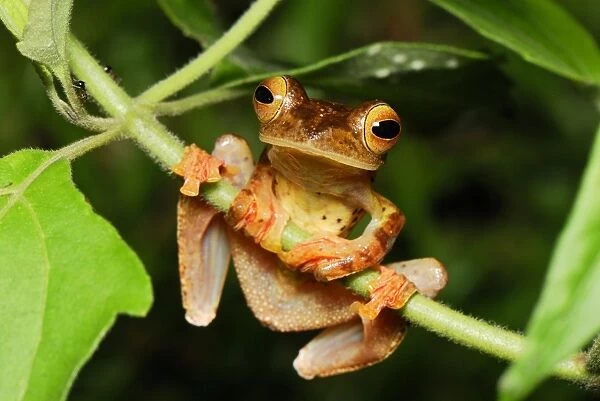 Harlequin Tree Frog - Danum Valley Conservation Area - Sabah - Borneo - Malaysia