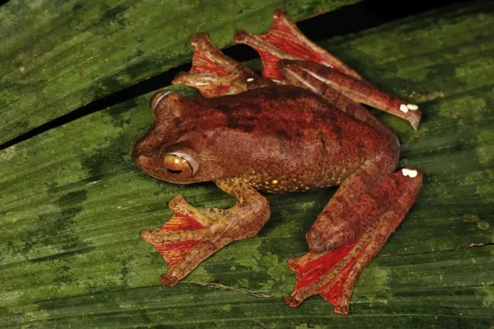 Framed Print : Harlequin Tree Frog - Forest Research institute of Malaysia - West Malaysia Framed Print : Harlequin Tree Frog - Forest Research institute of Malaysia - West Malaysia