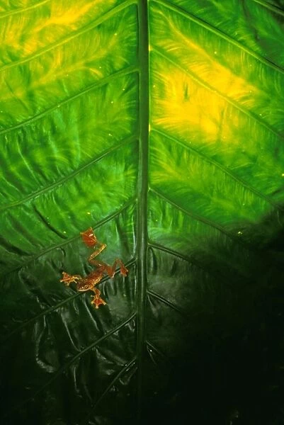 Harlequin Tree Frog - in large leaf - Sabah, Borneo, Malaysia JPF32601