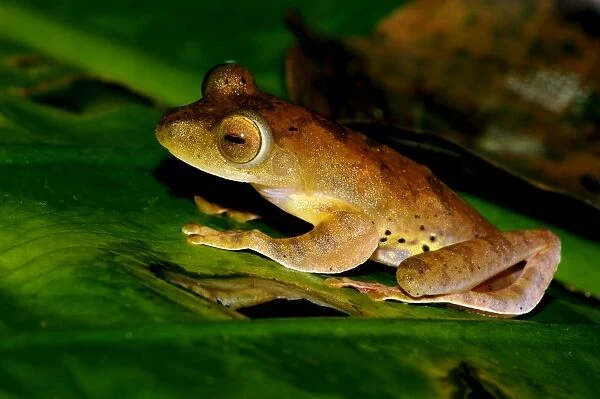 A Harlequin Tree Frog on a leaf of a ginger-plant, a typical nocturnal animal, rainforest of river Danum Valley Conservation Area, Sabah, Borneo, Malaysia; June. Ma39. 3195