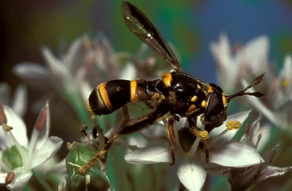 A harmless fly (family Syrphidae) that evades its enemies by mimicking the coloration of dangerous wasps