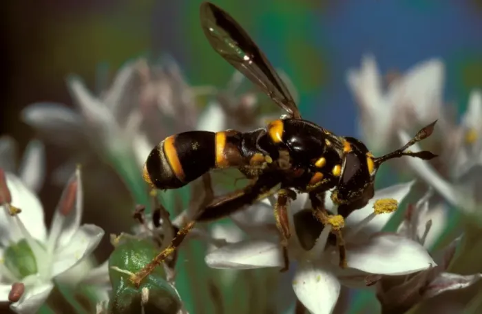 Framed Print : A harmless fly (family Syrphidae) that evades its enemies by mimicking the coloration of dangerous wasps Framed Print : A harmless fly (family Syrphidae) that evades its enemies by mimicking the coloration of dangerous wasps