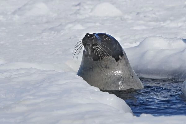 Harp Seal - Adult female emerging from a hole in the ice Magdalen Islands Quebec Canada