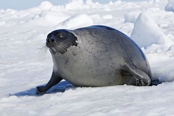 Harp Seal - Adult female Magdalen Islands Quebec Canada