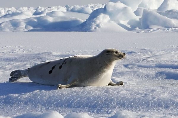 Harp Seal - adult female Magdalen Islands Quebec Canada