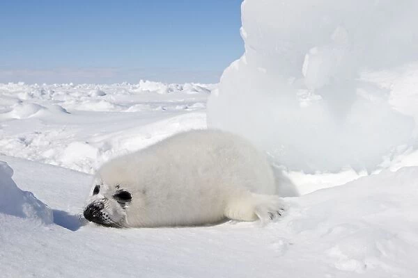 Harp Seal - baby Magdalen Islands Quebec Canada