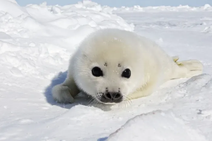 Framed Print : Harp Seal - baby Magdalen Islands Quebec Canada Framed Print : Harp Seal - baby Magdalen Islands Quebec Canada