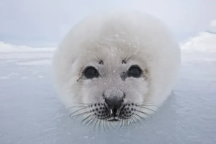 Framed Print : Harp Seal - baby Magdalen Islands Quebec Canada