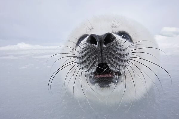 Harp Seal - baby Magdalen Islands Quebec Canada