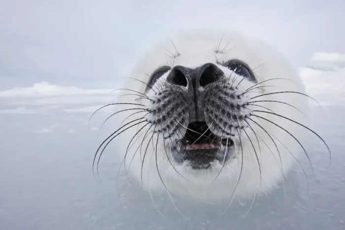 Framed Print : Harp Seal - baby Magdalen Islands Quebec Canada