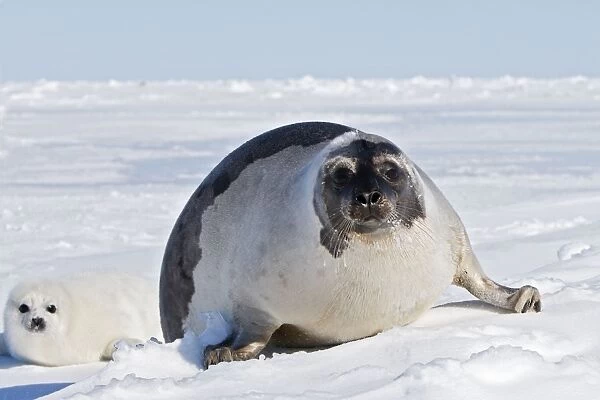 Harp Seal - female & baby Magdalen Islands Quebec Canada
