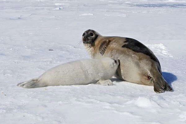 Harp Seal - female & baby Magdalen Islands Quebec Canada