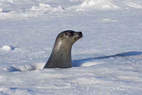 Harp Seal - female Magdalen Islands Quebec Canada