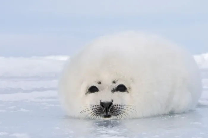 Framed Print : Harp Seal Magdalen Islands Quebec Canada Framed Print : Harp Seal Magdalen Islands Quebec Canada