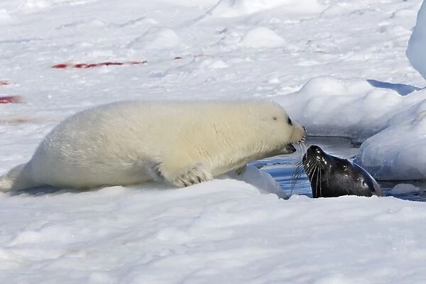 Harp Seal - mother & baby Magdalen Islands Quebec Canada