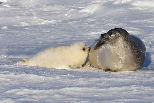Harp Seal - mother & baby Magdalen Islands Quebec Canada