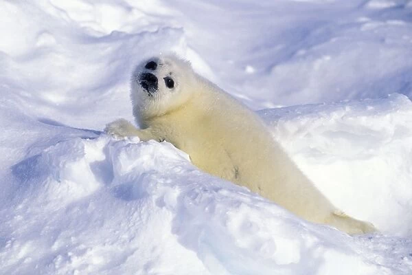 Harp Seal - pup (Phoca groenlandica) Date