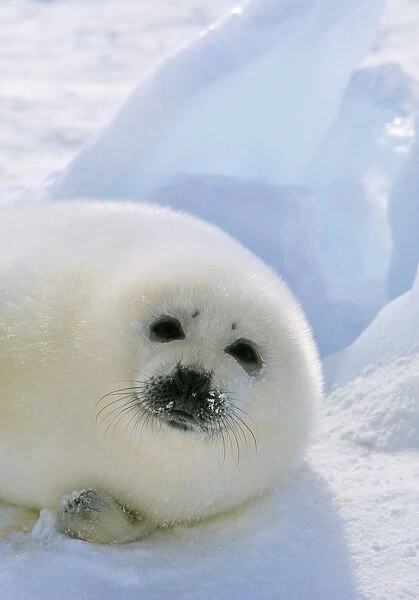 Harp Seal - pup