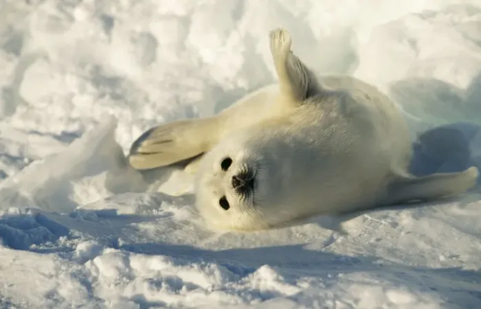Framed Print : Harp Seal Pup Framed Print : Harp Seal Pup