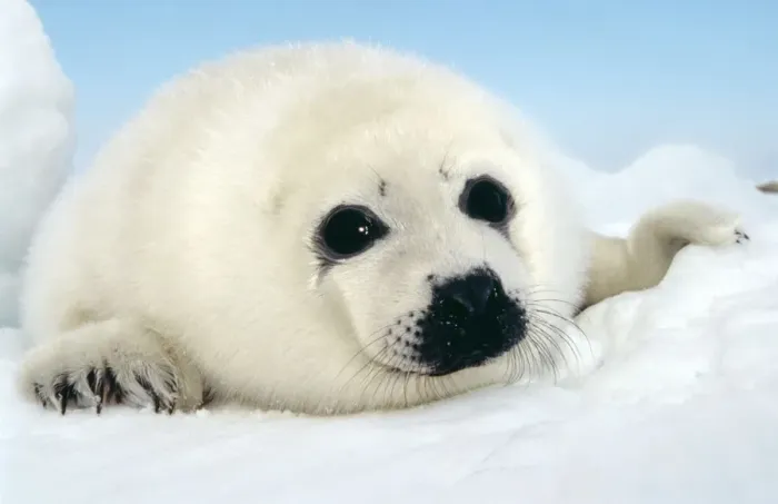 Framed Print : Harp Seal - pup Framed Print : Harp Seal - pup