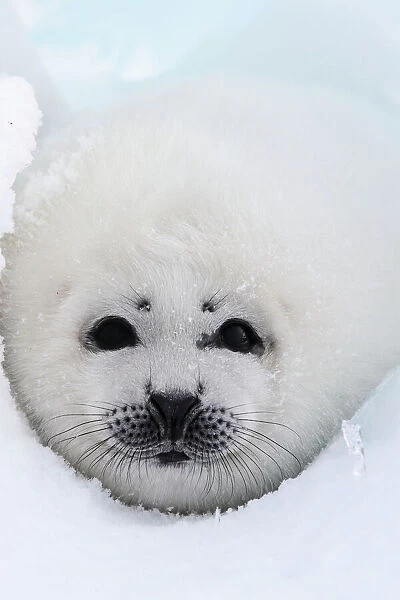 Harp Seal - pup. Madeleine Island - Quebec - Canada