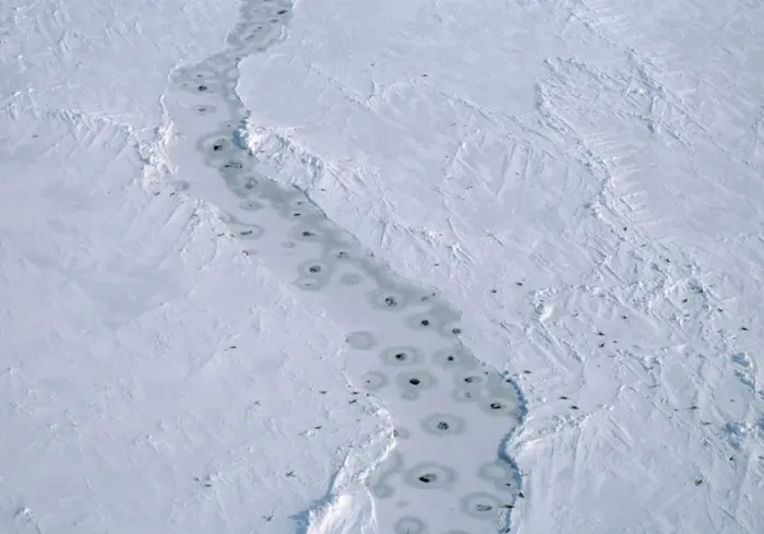 Framed Print : Harp SEALS - aerial of breathing holes in lead in pack-ice Framed Print : Harp SEALS - aerial of breathing holes in lead in pack-ice