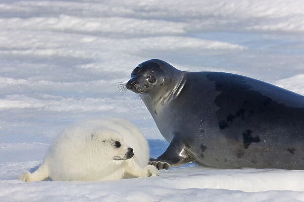 Harp seals, mother with cub on ice, Iles
