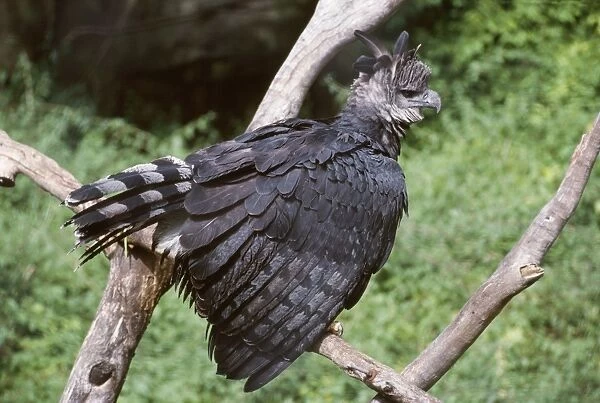 Harpy Eagle - fluffed up showing aggression South Mexico to Argentina