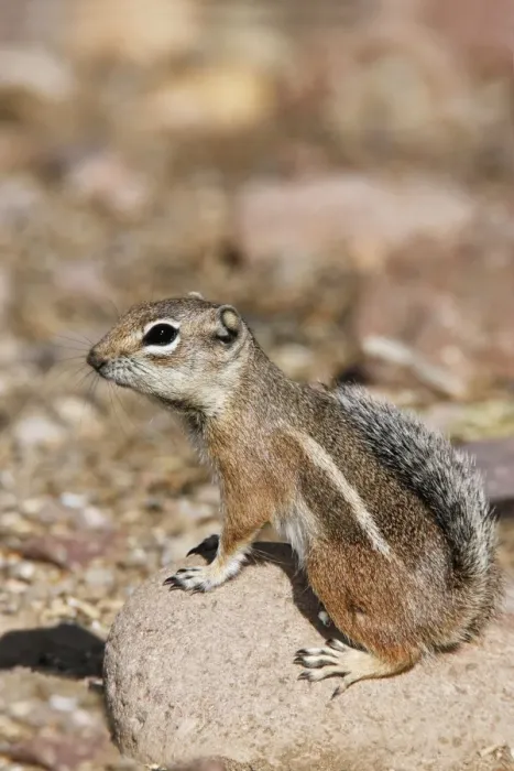 Framed Print : Harris Antelope Squirrel