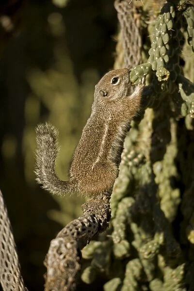 Harris Antelope Squirrel  /  Yuma Antelope Squirrel - Nibbling on cactus - Found in southwestern Arizona and northwestern Mexico - Lives in low arid desert with sparse vegetation. USA