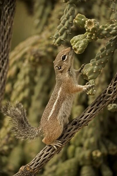 Harris Antelope Squirrel  /  Yuma Antelope Squirrel - Sniffing cactus. Arizona, USA - Found in southwestern Arizona and northwestern Mexico - Lives in low arid desert with sparse vegetation